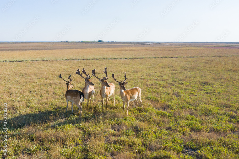 Fototapeta premium Deer in the wild on Dzharylkgach island