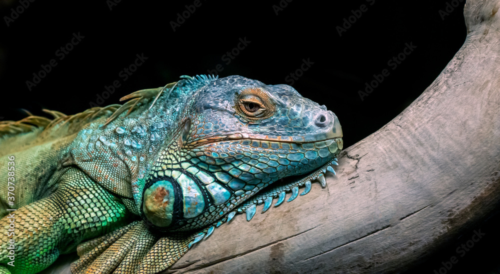 Fototapeta premium Green iguana, iguana iguana relaxing on a branch isolated on black background.