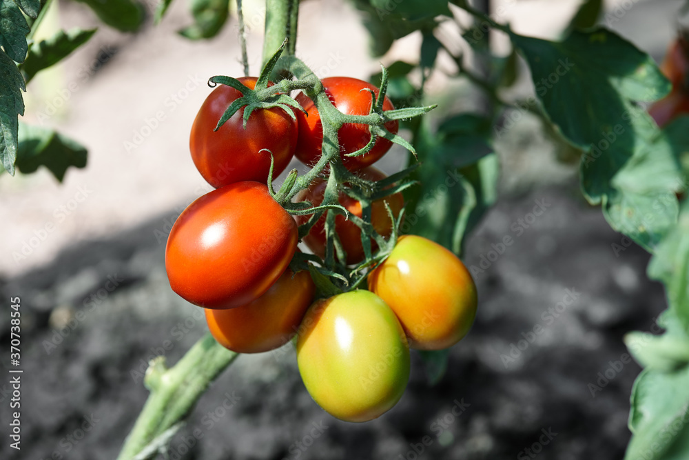 Red ripe tomatoes in garden, healthy organic food Red ripe tomatoes in garden, healthy organic food