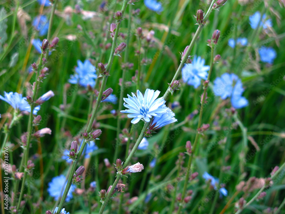 blue chicory blooms in summer in the field blue chicory blooms in summer in the field