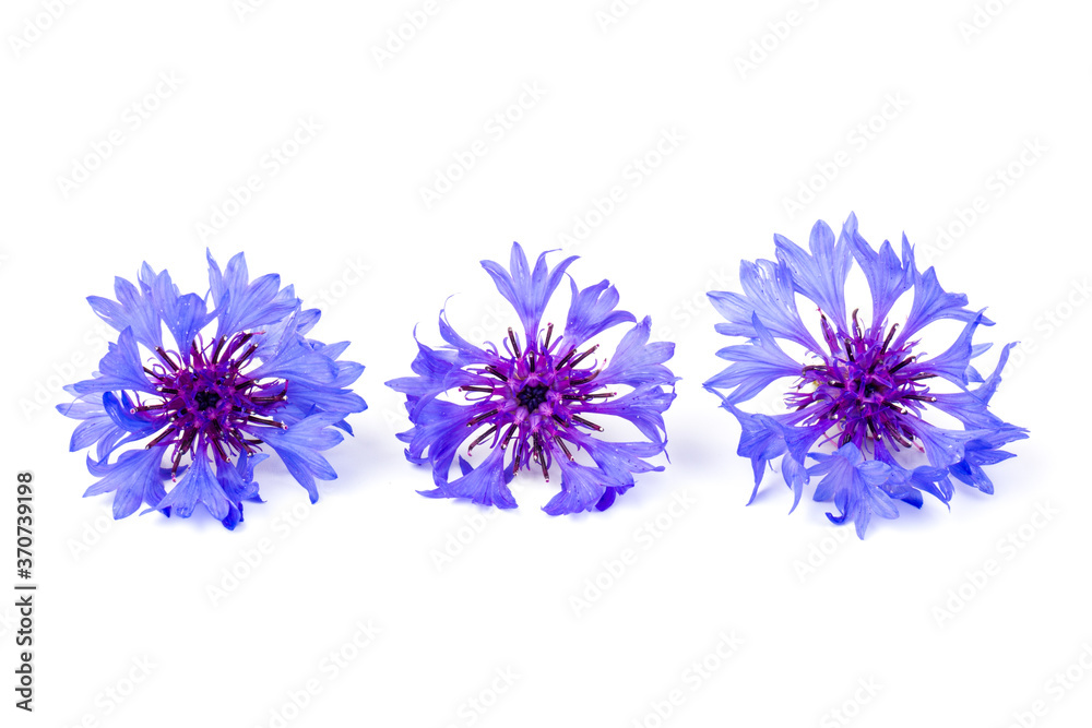 Blue cornflowers, summer flowers on white background, floral background, beautiful small cornflowers close up