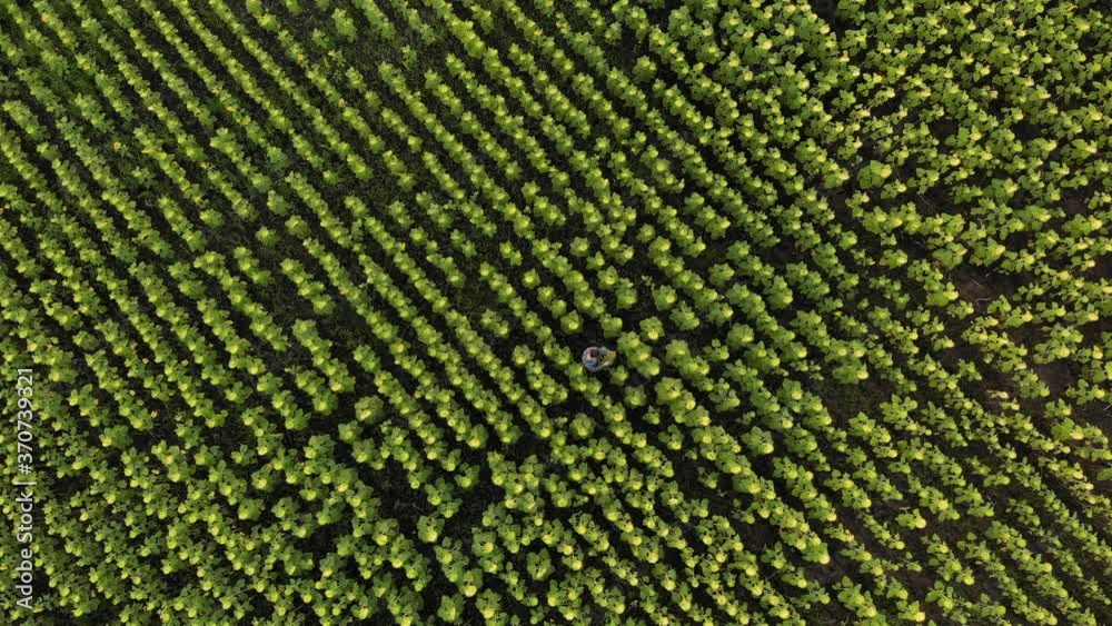 Farmer in Sunflower field aerial above view Farmer in Sunflower field aerial above view
