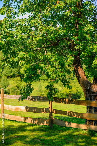 Fence and tree on pasture