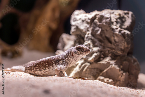 Dipsosaurus dorsalis, desert iguana reptile portrait.