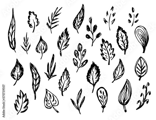 Freehand sketchy black and white vector doodle set. Leaves, branch, twig, foliage. Elements of nature to create patterns, design. Ink drawing.