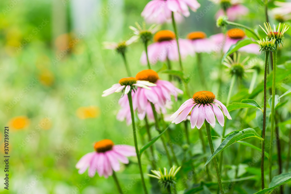 Echinacea purpurea in garden. Healing plant used for medical purposes. Echinacea purpurea in garden. Healing plant used for medical purposes.