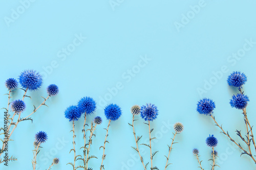 Beautiful eryngium flowers lying as a frame on pastel blue background. photo