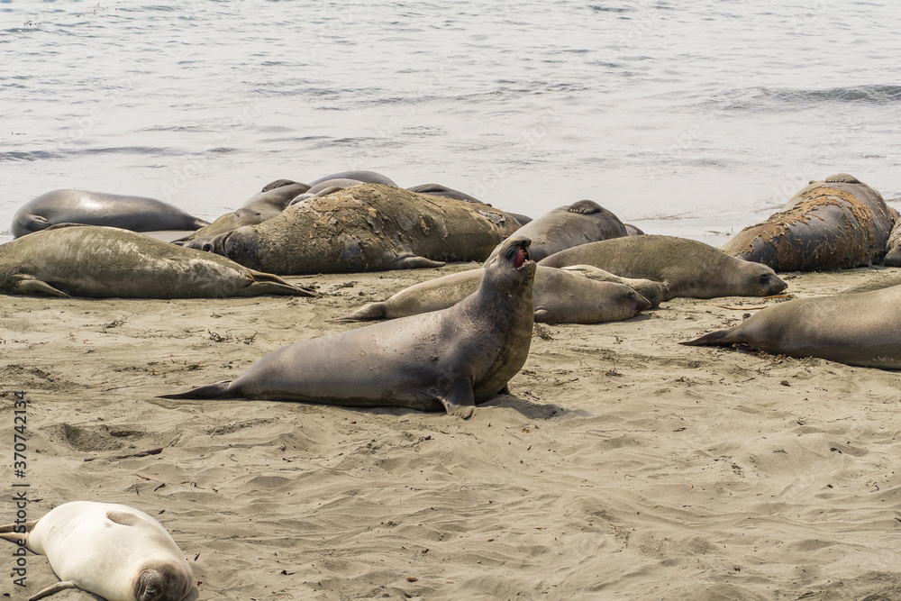 Fototapeta premium California on the way to Carmel, sealion colony