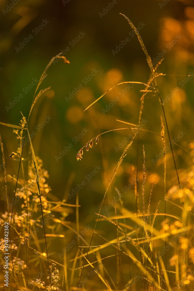 Nature blurred abstract background. Grass and meadow plants in yellow orange sunset sunlight close up, macro