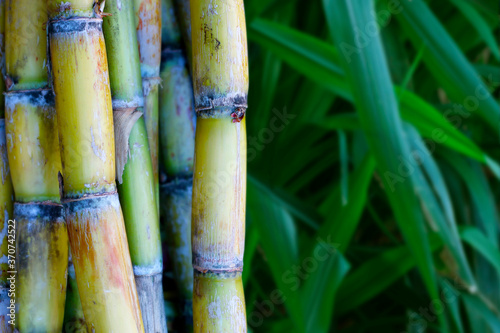 bundle of sugarcane plant just harvested 