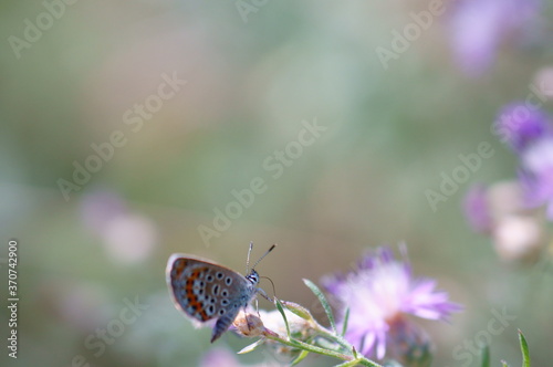 Butterfly on a colored background. Natural background. © Станислав 