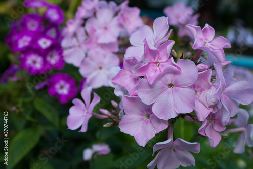 purple flowers in the garden