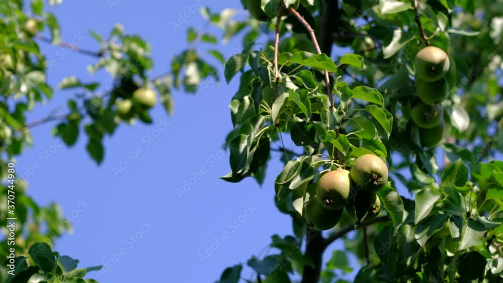 Ripe pears on a branch swaying in the wind in the garden in sunny light in blue sky background. 4k. Concept of gardenings and fruit as food. Ripe pears on a branch swaying in the wind in the garden in sunny light in blue sky background. 4k. Concept of gardenings and fruit as food.