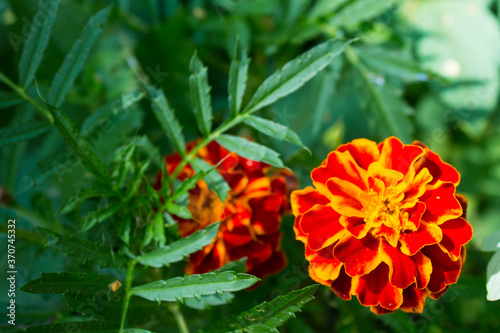 orange marigolds on green background