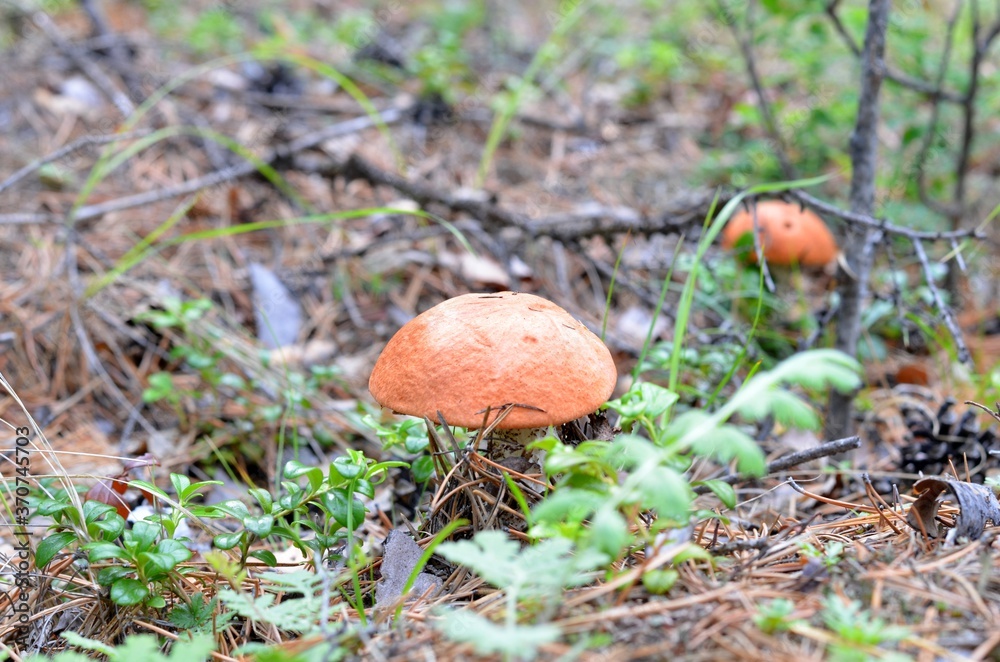 Boletus is a very tasty mushroom in any form.