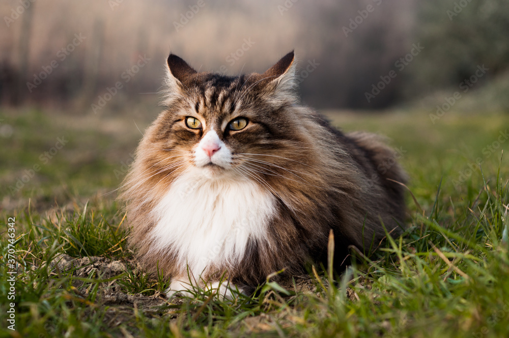 beautiful norwegian forest cat lying on the grass.