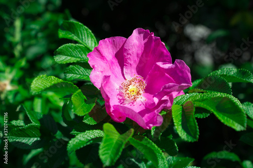 pink and red roses