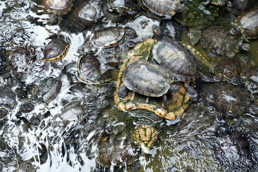 Obraz premium Red-eared freshwater turtles swim in the pond