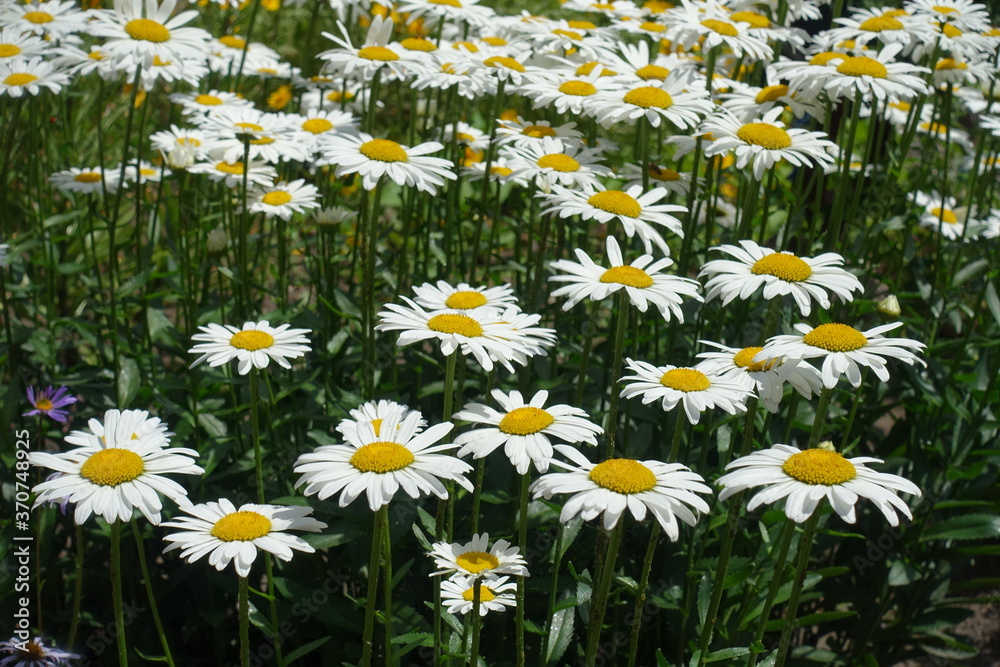 Fototapeta premium Numerous white flowers of Leucanthemum vulgare in June