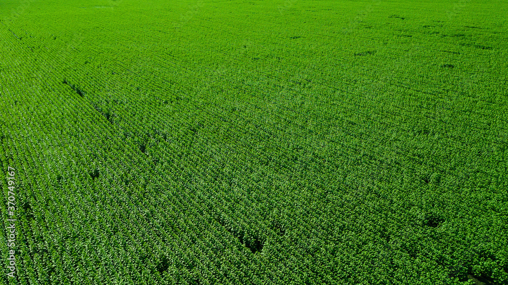 Aerial view. Agriculture green field from drone Aerial view. Agriculture green field from drone