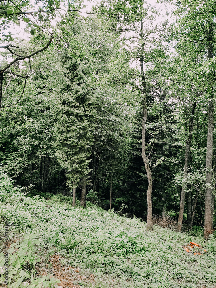 Fototapeta premium trees in the forest