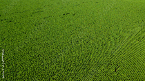 Aerial view. Agriculture green field from drone