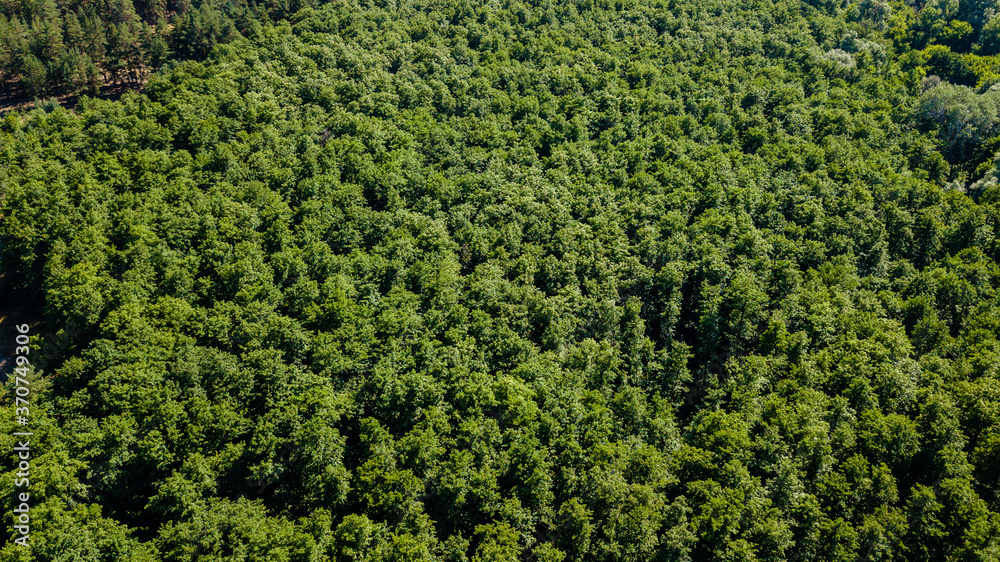 Aerial view of a lush green forest or woodland. Drone photography