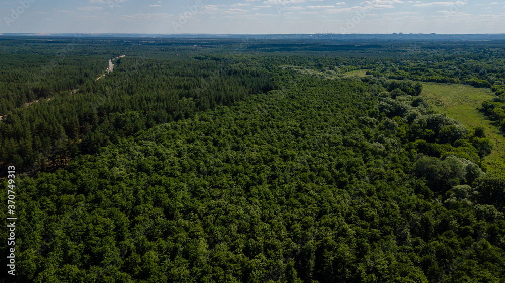 Aerial view of a lush green forest or woodland. Drone photography