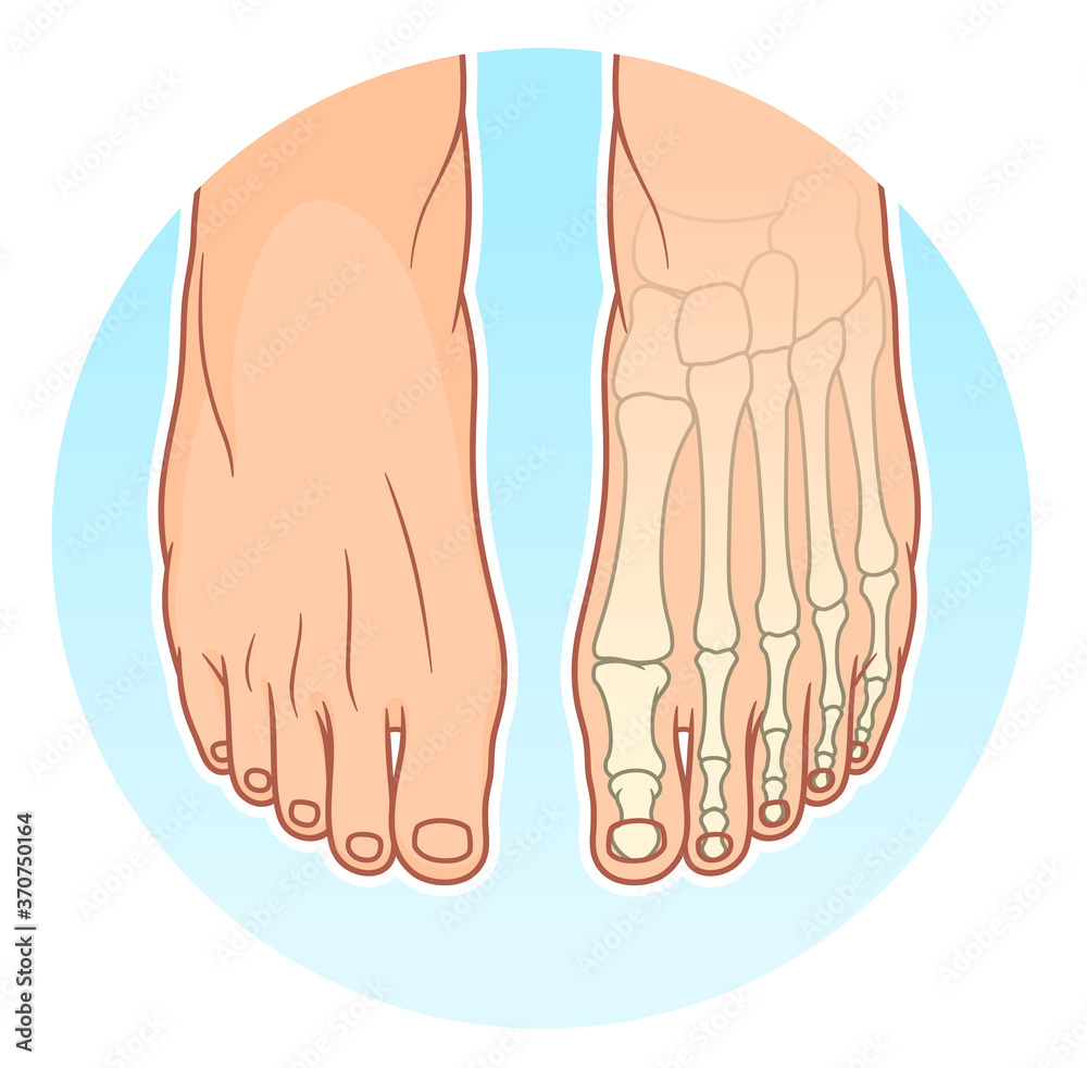 Feet with bones on the blue circle background Feet with bones on the blue circle background