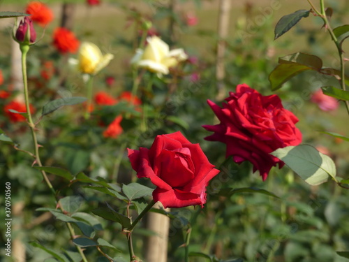 Beautiful roses in the garden  Roses for Valentine Day  and other occasions.