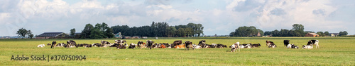 Herd of cows lying down in the pasture, peaceful and sunny in Dutch landscape of flat land with a blue sky with clouds, panoramic wide view