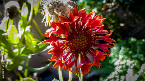 Off season blanket flower also known as Gaillardia , this one is Indian hybrid which has shed the flower petals from the central region it has moody blackish  touch to it. photo