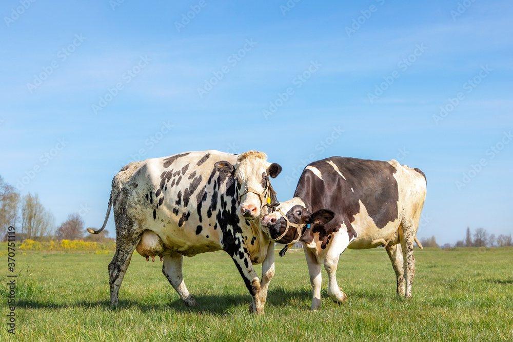 Two spotted cows playfully cuddling each other, cows with a strap around the muzzle.