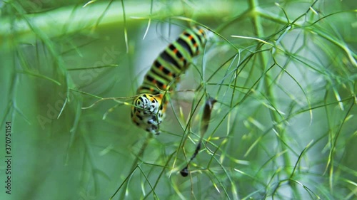 Slow motion macro footage of Caterpillar of Papilio Machaon (swallowtail caterpillar) feeding on Fennel branches.