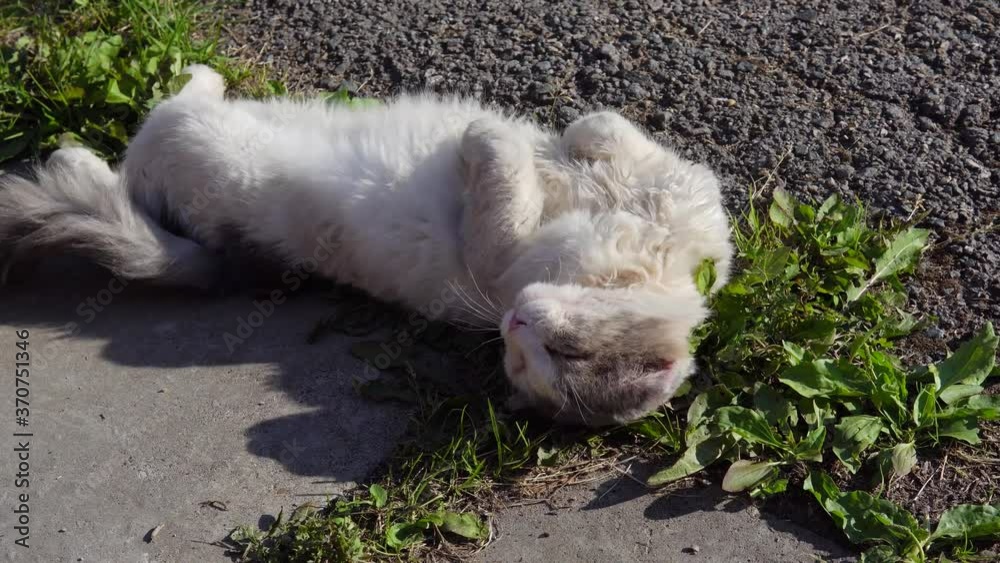 Portrait of a scruffy cat. Homeless cat lies on the lawn. Portrait of a scruffy cat. Homeless cat lies on the lawn.