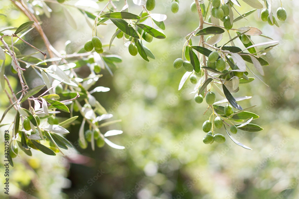 Isolated olive tree with olive berries and leaves. Isolated olive tree with olive berries and leaves.