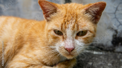 Close up view of a ginger stripes cute stray cat resting and laying down on the staircase. Animal and homeless concept.