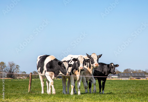 Four dairy cows, heifer, black and white Holsteins, standing in line in a meadow under a blue sky and a faraway straight horizon. © Clara
