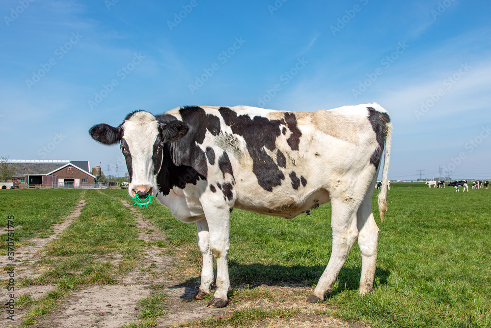 Cow with spiked nose ring, a maverick calf weaning ring of bright green plastic, standing in a field and a blue sky