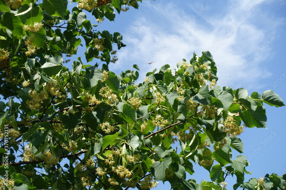Common linden tree branches in bloom against blue sky in mid June