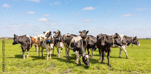 Group of cows in the pasture, a wide view, standing in a green meadow, the herd side by side cosy together under a blue sky.