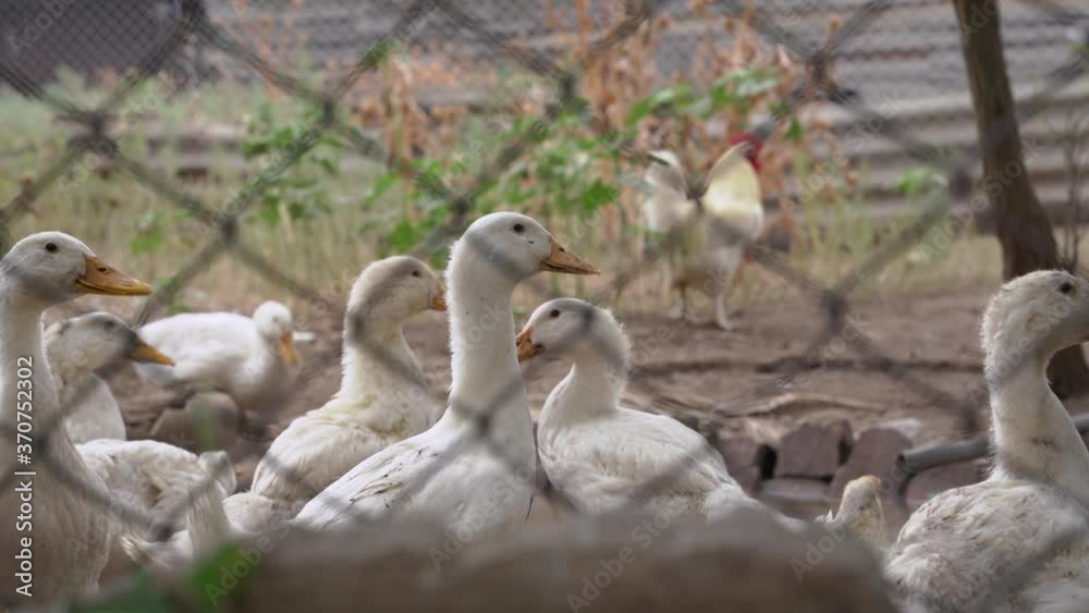 White geese shooting from a wire mesh fence. Rooster with a red comb on background. Rural scene, outdoors White geese shooting from a wire mesh fence. Rooster with a red comb on background. Rural scene, outdoors