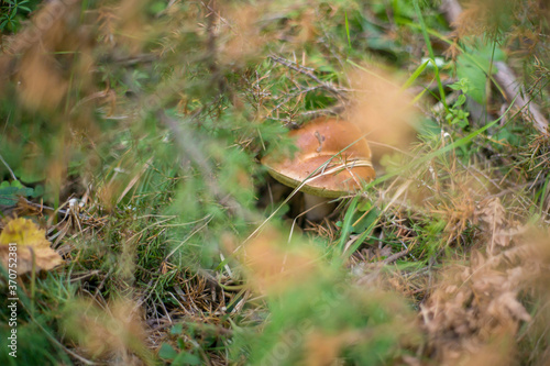 mushroom under a branch in the forest  © Viktoryia Kam