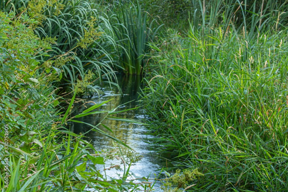 The grass on the pond at sunset The grass on the pond at sunset