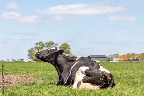 Cow looking arrogant head raised high, black and white, lying in the field, sniffing in the air, happy and comfortabele relaxing and copy space