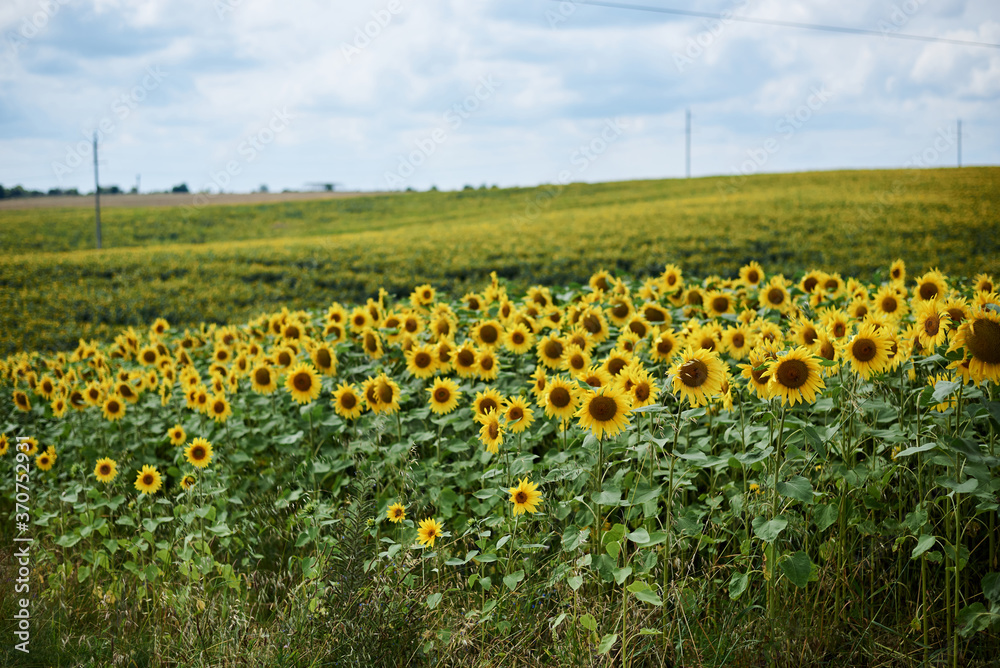 Natural field landscape in summer with blue sky. Beautiful sunflowers, growing in countryside. Agricultural rural background. Ecological food production.