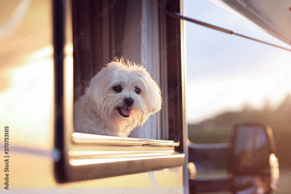 Dog looking out of camper van window Dog looking out of camper van window