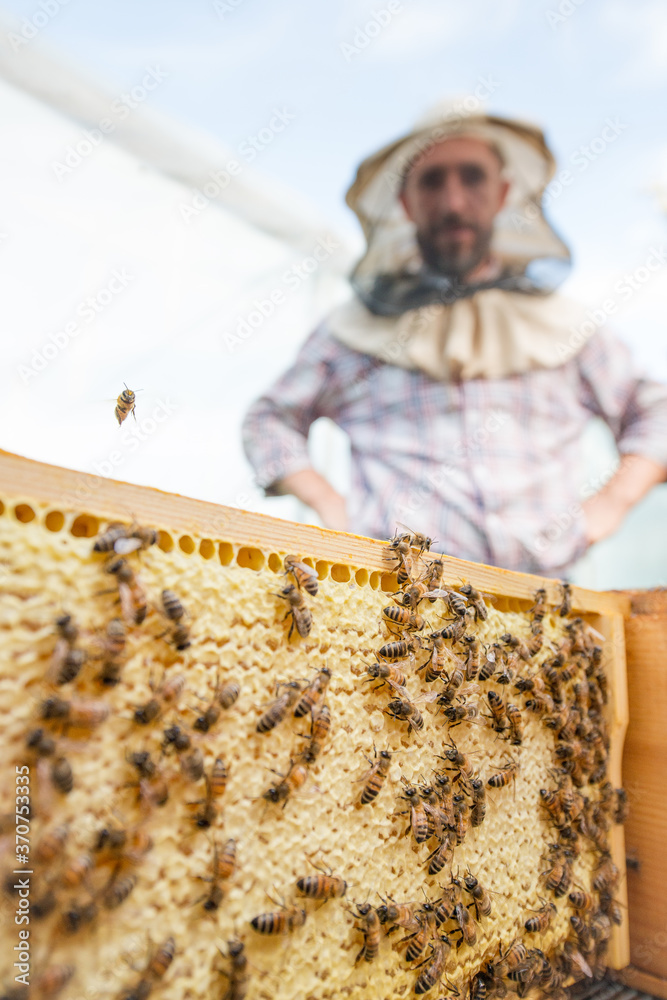 beekeeper and a honeycomb full of bees in an apiary closeup beekeeper and a honeycomb full of bees in an apiary closeup