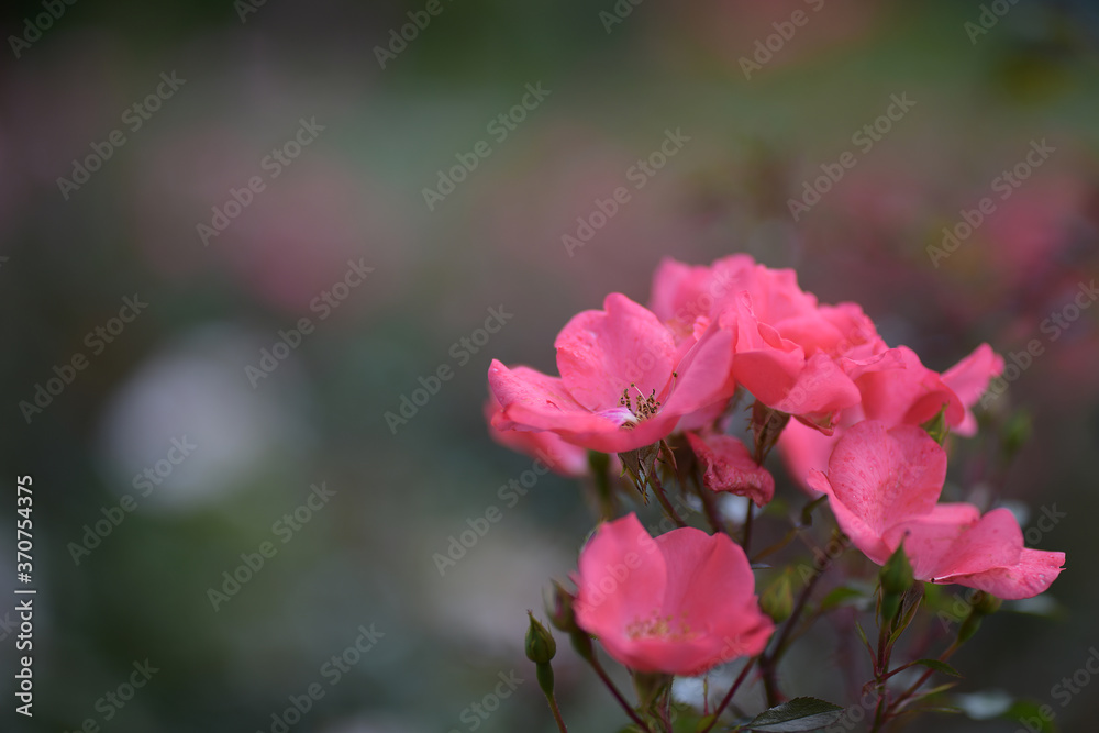 A branch of a garden rose close-up in an evening country garden