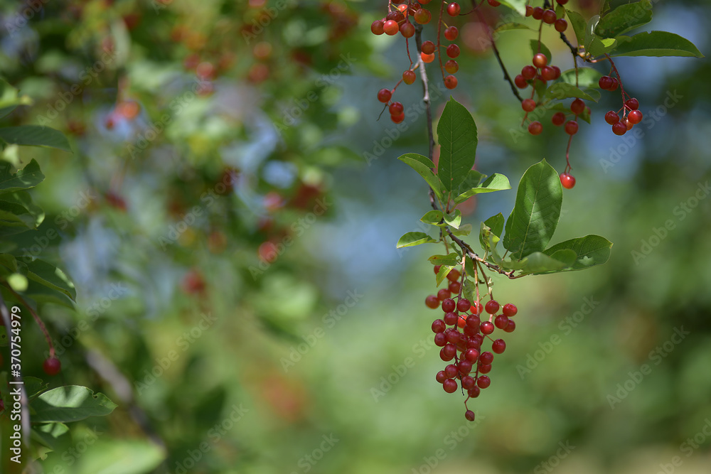 A sprig of small red berries on a background of gentle natural bokeh